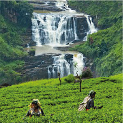 NUWARA ELIYA